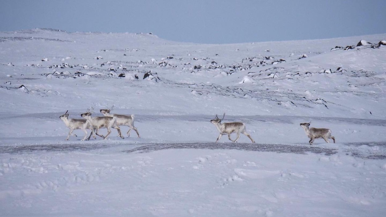 Dix fois plus de caribous peuvent être chassés au Nunavut