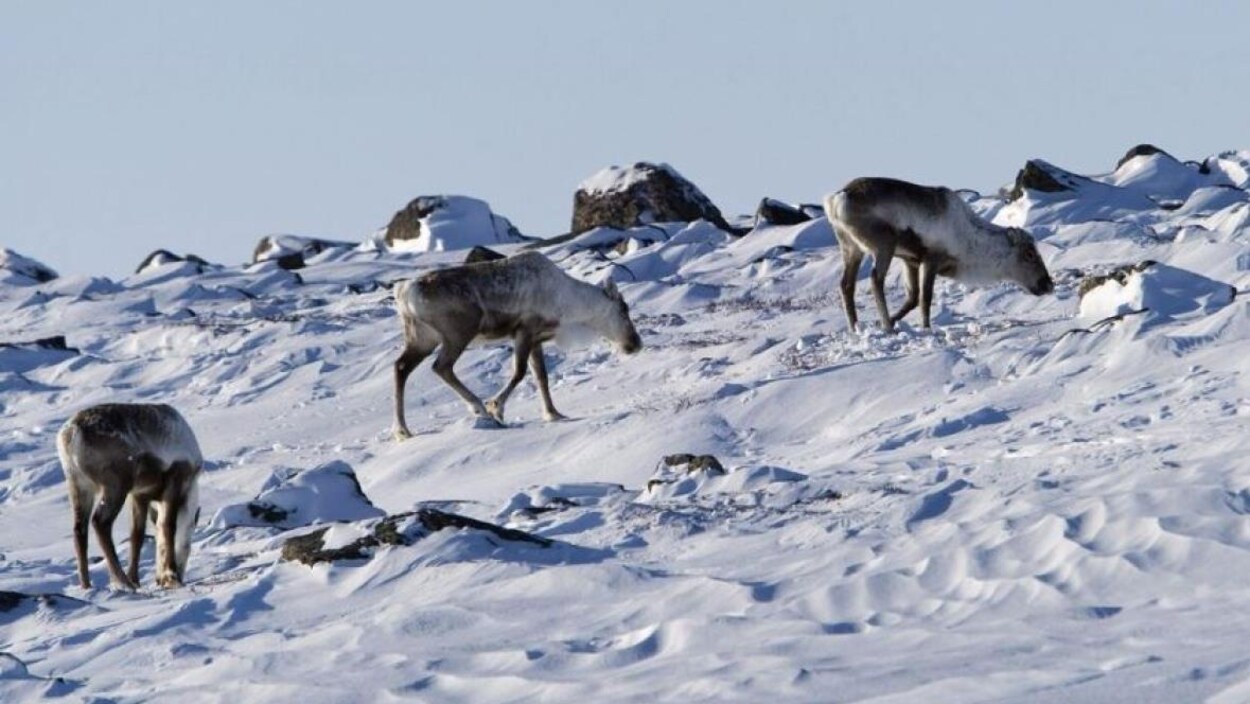 Des caribous se promènent sur la neige entre des rochers.