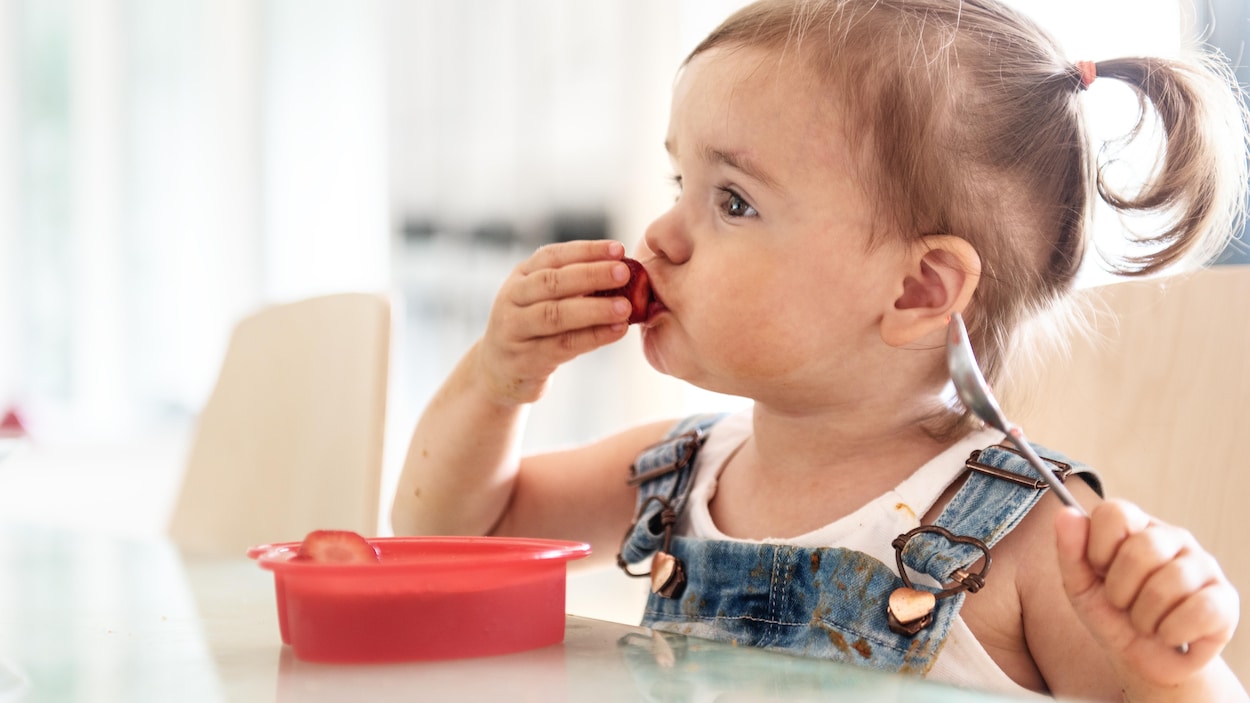 Une petite fille savoure des fraises. Une petite fille savoure des fraises.