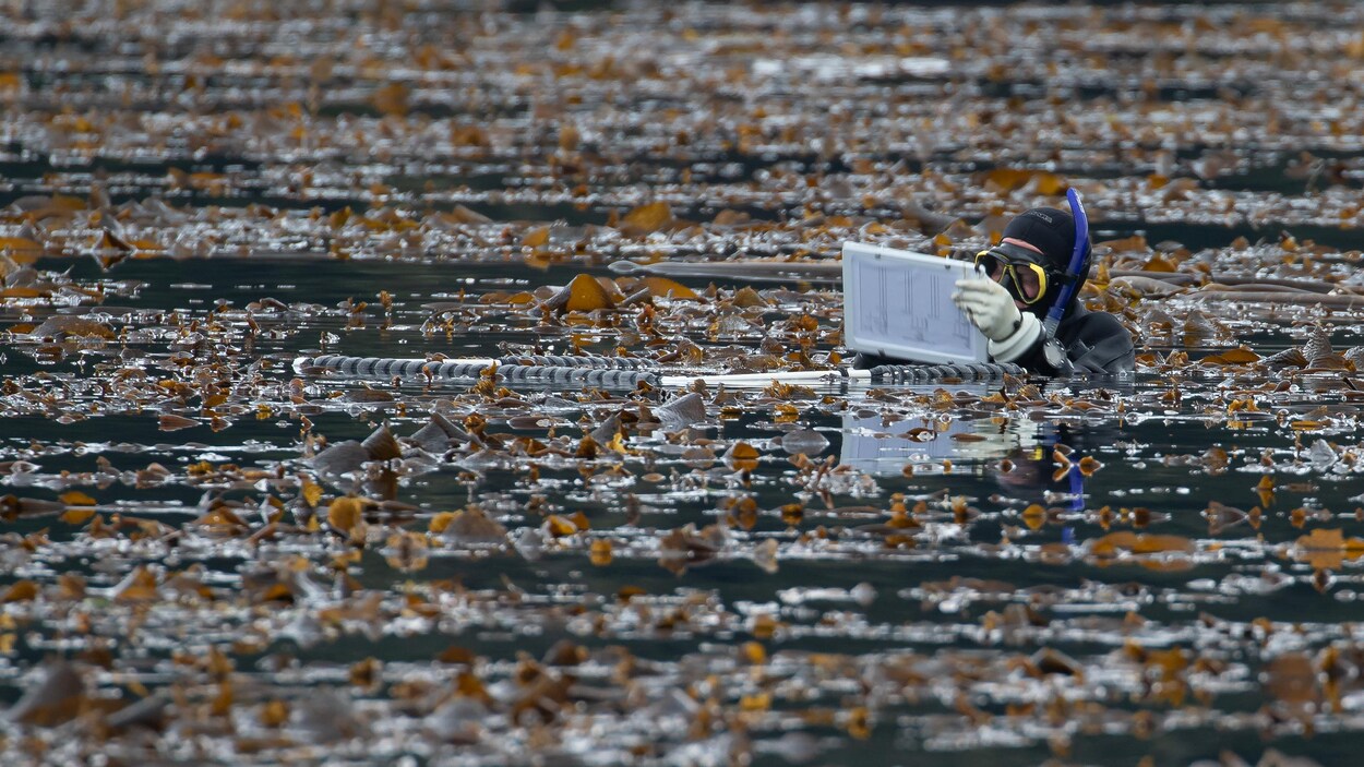 Brian Timmer, en habit de plongée, flotte à la surface de l'eau, entouré de varech.