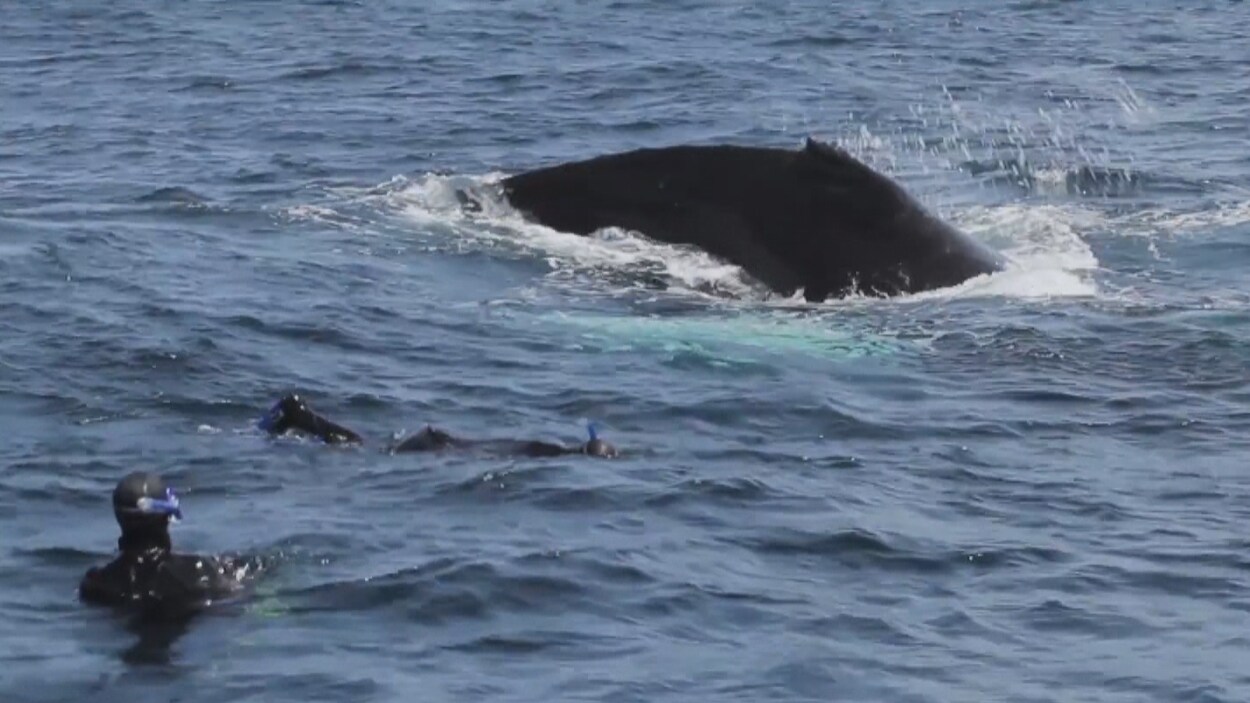 Deux plongeurs nagent tout près d'une baleine. Deux plongeurs nagent tout près d'une baleine.