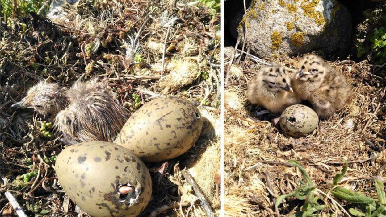 Des oisillons et des oeufs de goélands dans un nid.