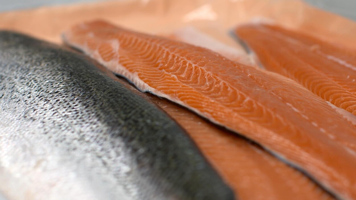 Des filets de saumons empilés.