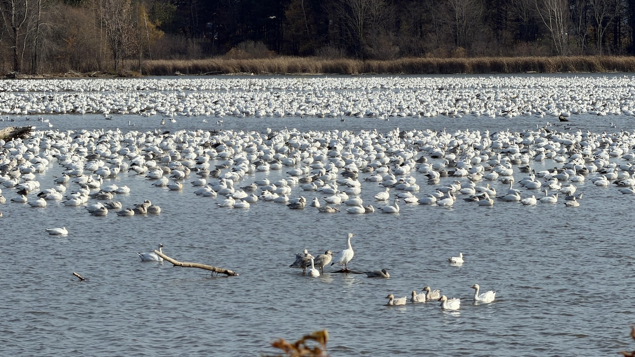 Pourquoi des milliers d’oies des neiges à Victoriaville?