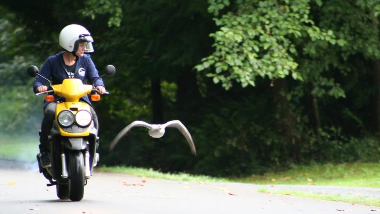 Une oie vole aux côtés d'une femme sur une moto.