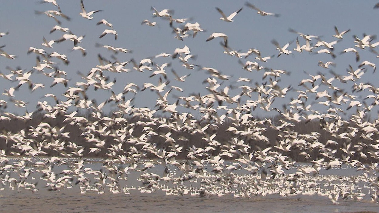 Une envolée d'oies blanches à Baie-du-Fèbvre.