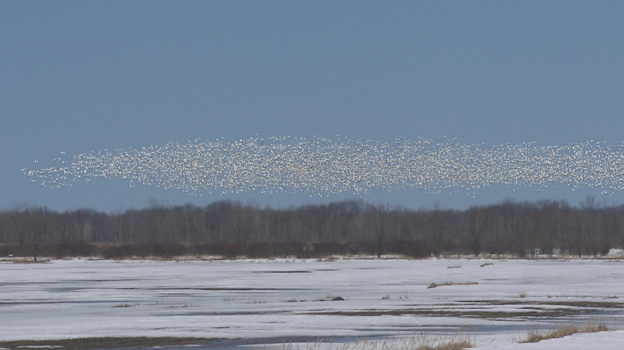 Les oies de retour à BaieduFebvre au grand bonheur des amateurs et des nouveaux initiés