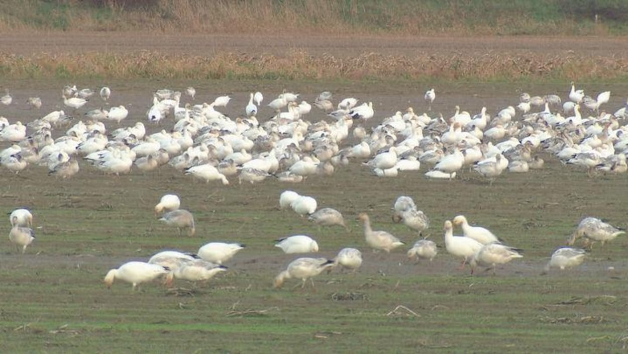 Les Oies Blanches Ravagent Des Fermes En Colombie