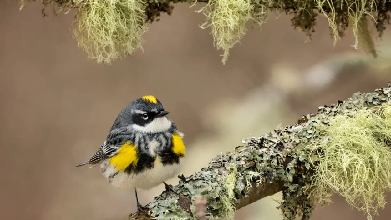 Les fauvettes sont des oiseaux aux plumes blanches, noires et jaunes. Celle-ci est perchée sur un arbre.