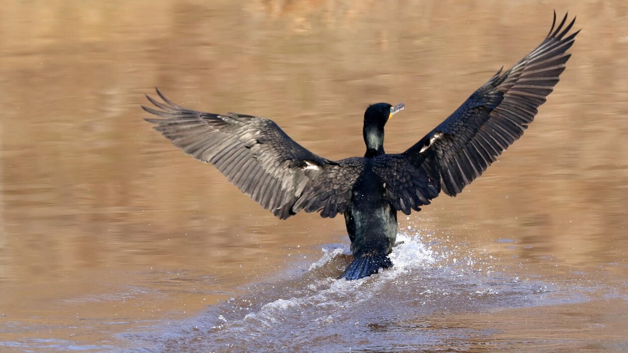 Un cormoran