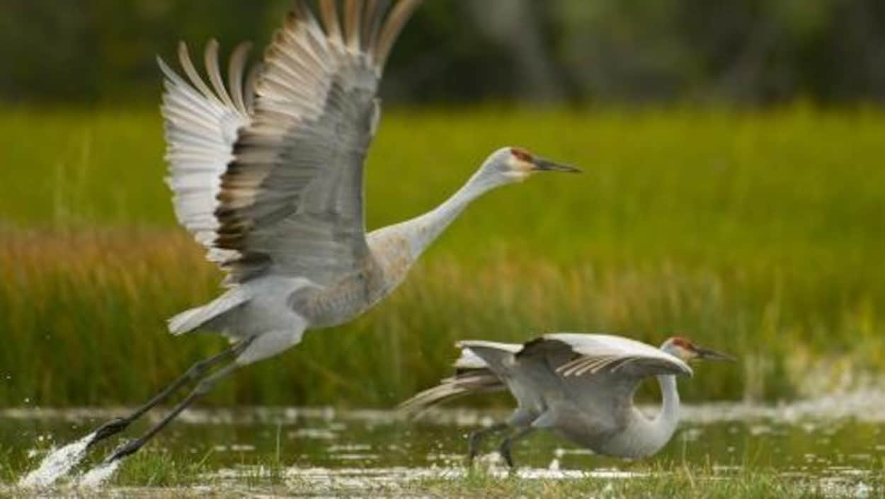 La Grue Du Canada Oiseau De Malheur Des Agriculteurs Ici