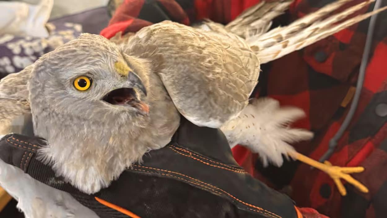 Des corbeaux attaquent un rapace : une samaritaine intervient