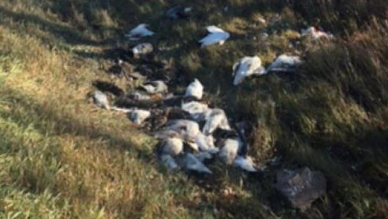 Parmi les oiseaux retrouvés, les agents de la conservation de la faune rapportent 44 oies des neiges, 3 grandes oies à front blanc et 26 canards. Parmi les oiseaux retrouvés, les agents de la conservation de la faune rapportent 44 oies des neiges, 3 grandes oies à front blanc et 26 canards.
