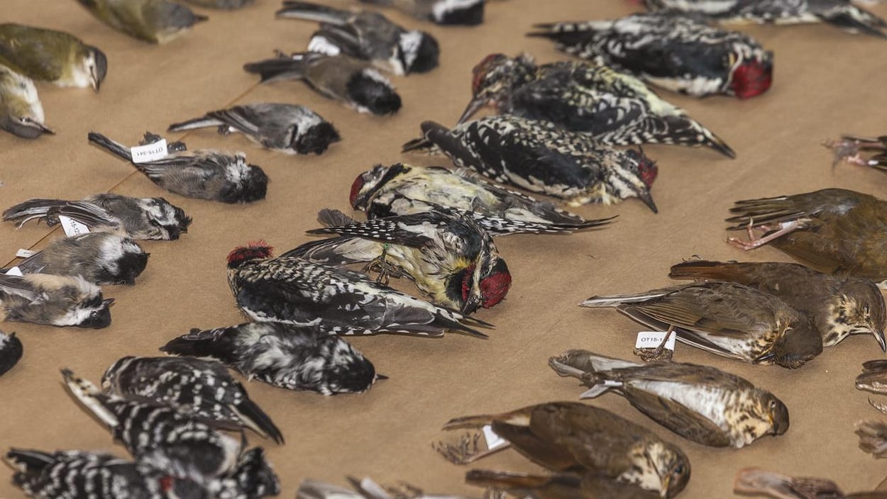 Une association expose plus de 1000 oiseaux morts à Ottawa RadioCanada.ca