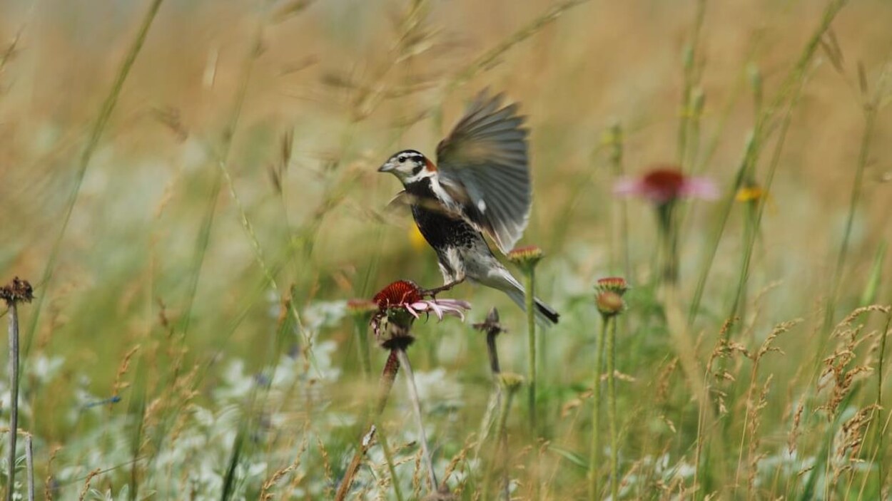 Un petit oiseau, de l'espèce des plectrophanes à ventre noir, se pose sur une fleur dans la prairie. Un petit oiseau, de l'espèce des plectrophanes à ventre noir, se pose sur une fleur dans la prairie.