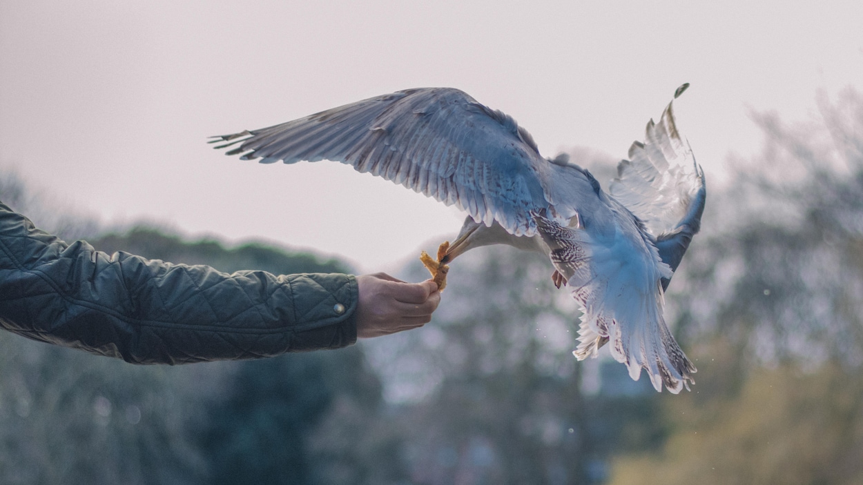 Le Mystere Entourant Les Styles De Vol Des Oiseaux Pourrait Etre Resolu Radio Canada Ca