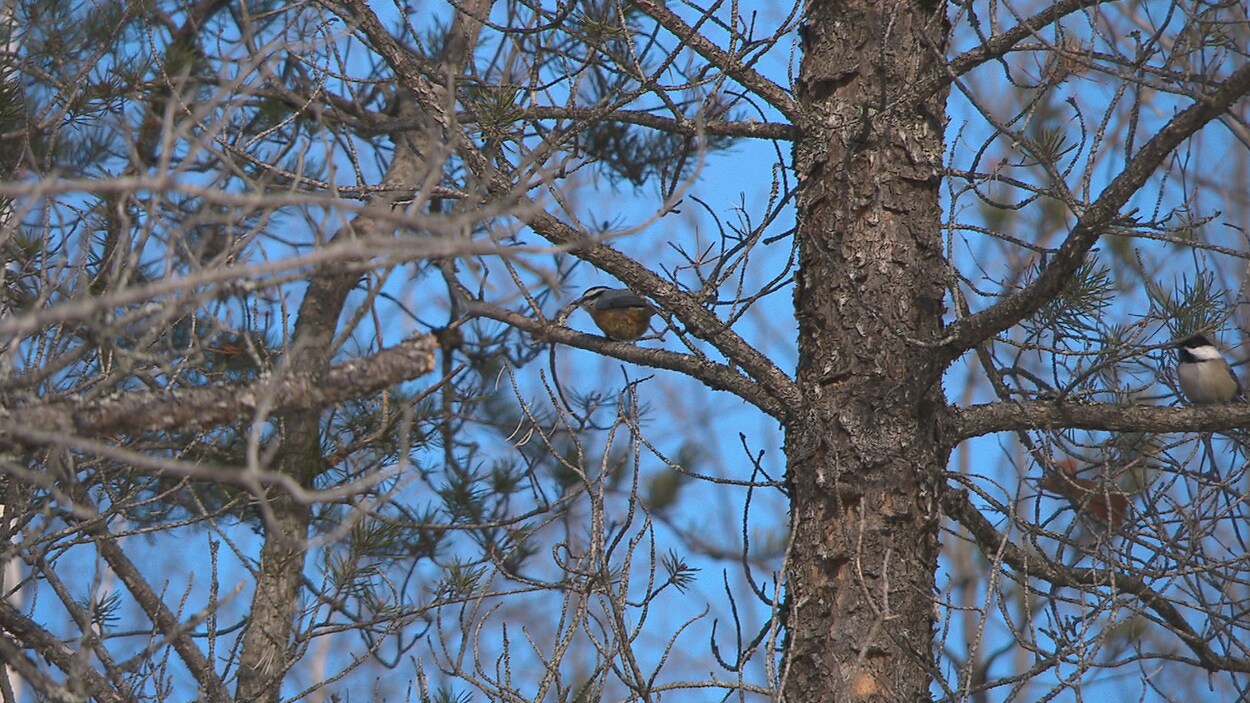 Deux petits oiseaux dans un arbre