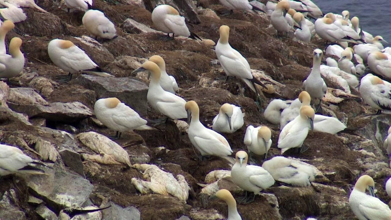 Populations of gannets, hard hit by bird flu, are improving