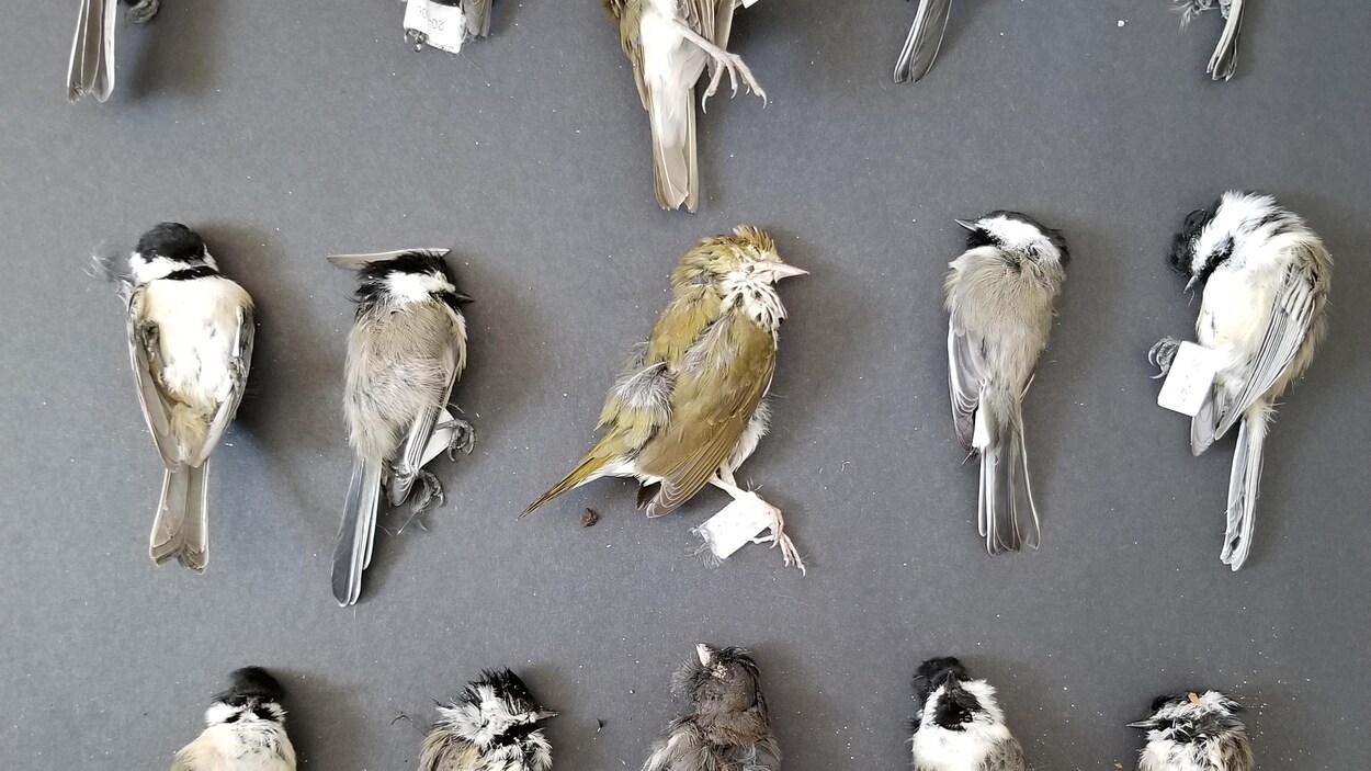 Des carcasses d'oiseaux disposées sur un carton noir.