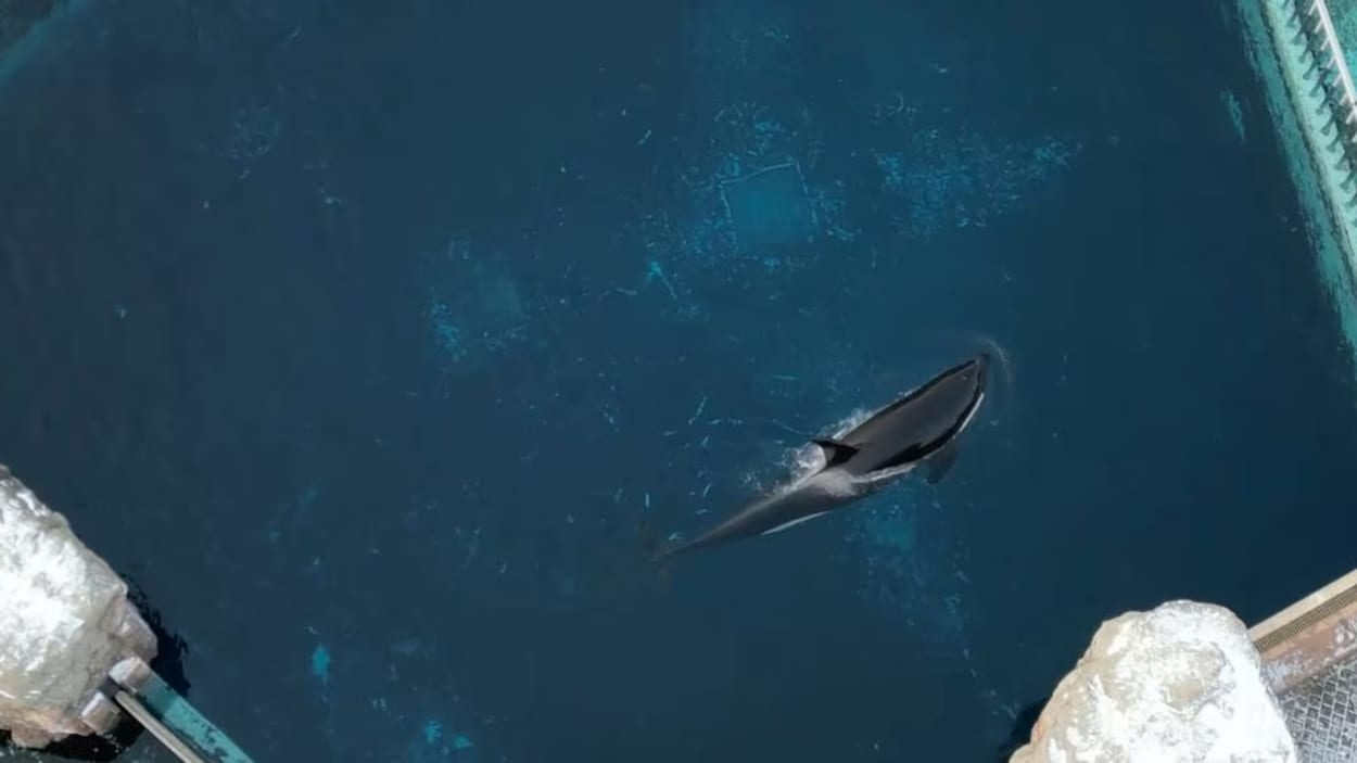 Un orque dans un bassin.