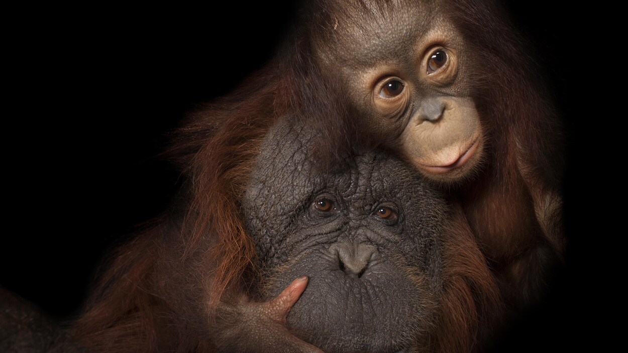 Deux orangs-outans.