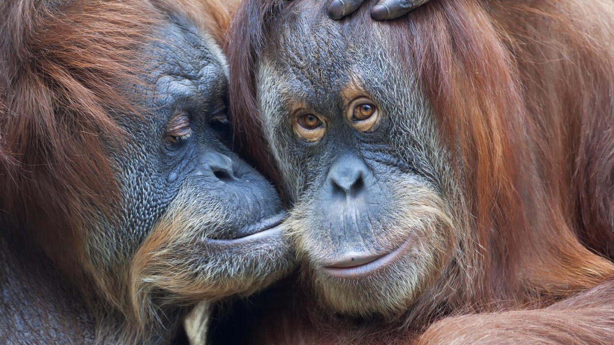 Une mère orang-outan embrasse sa fille, également adulte, sur la joue.