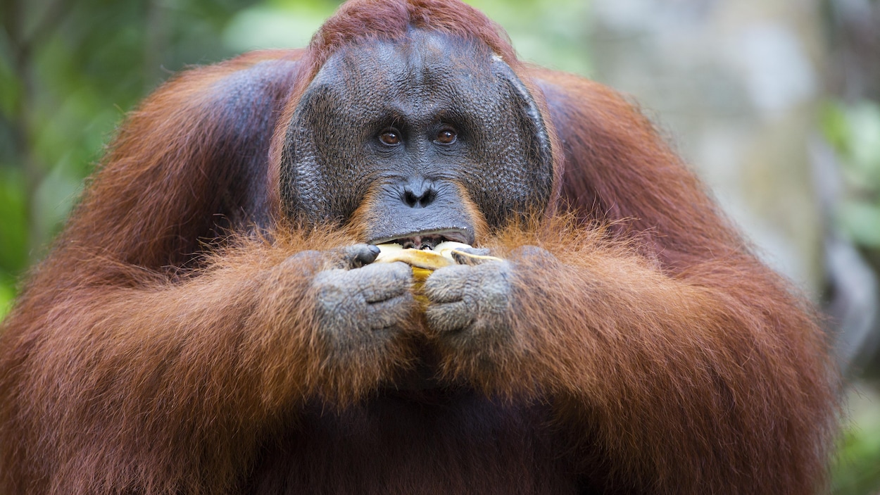 Les singes qui mangent des fruits ont des cerveaux environ 25% plus gros que ceux qui ne consomment que des feuilles Les singes qui mangent des fruits ont des cerveaux environ 25% plus gros que ceux qui ne consomment que des feuilles
