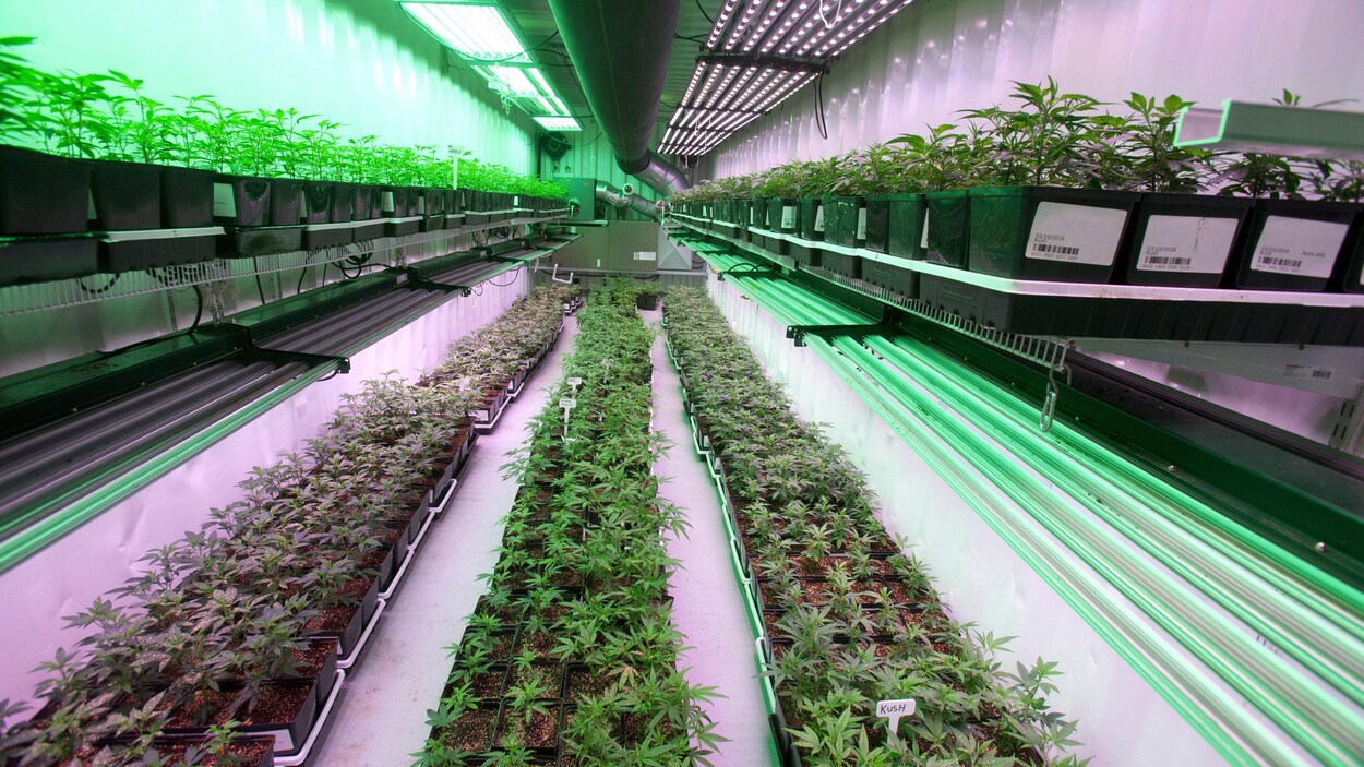 Des rangées de plans de cannabis dans une serre intérieure.