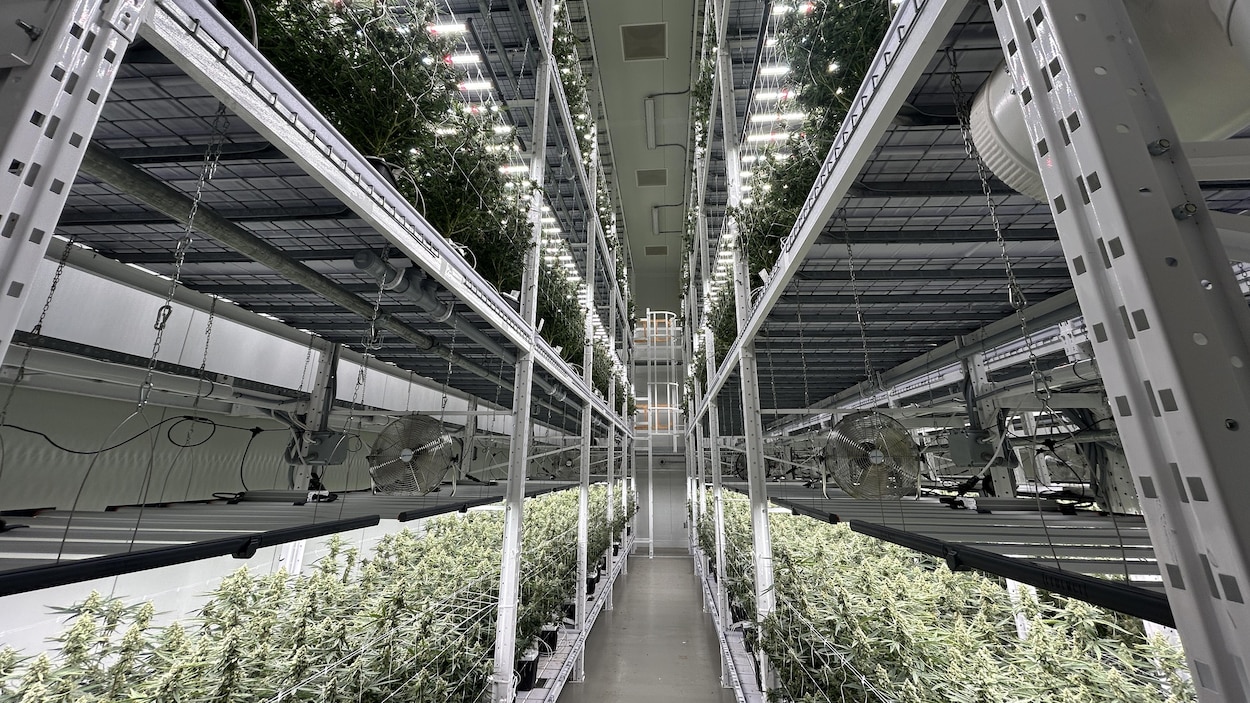 Organigram enregistre un chiffre d’affaires record après une acquisition européenne
