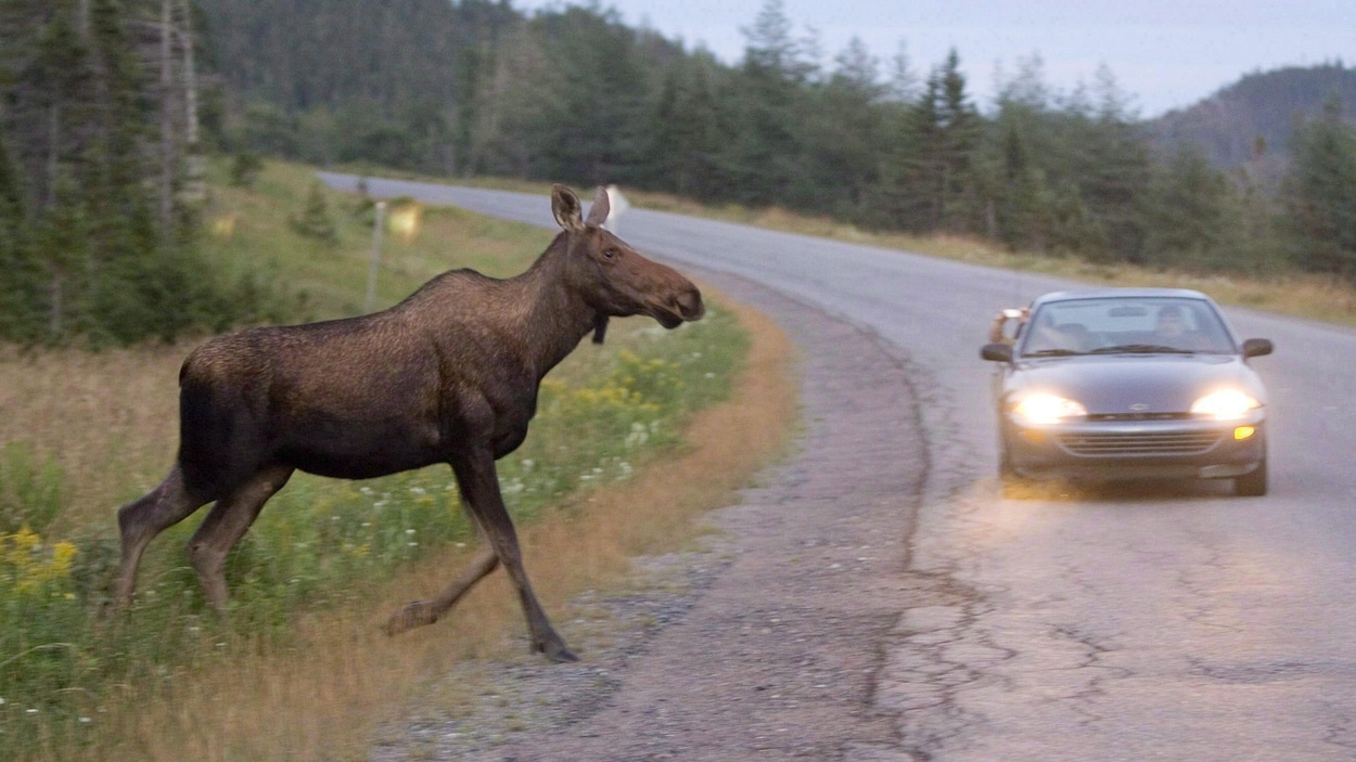 Un orignal sur la route avec une voiture qui s’approche à grande vitesse.