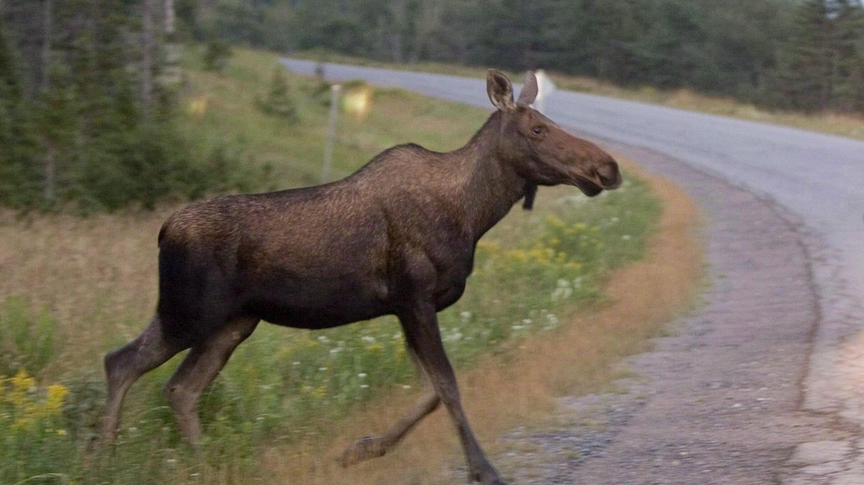 Un orignal sur la route avec une voiture qui s'approche à grande vitesse.