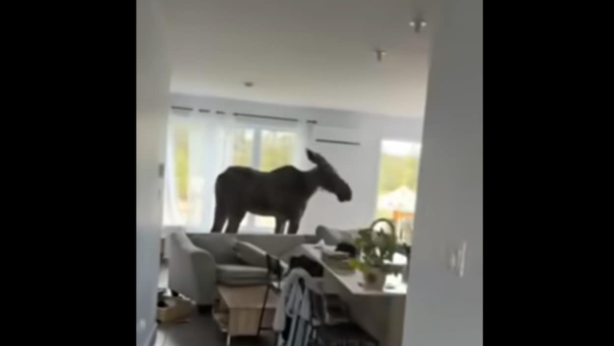 TITANIA LYLA DENIM SHORT
