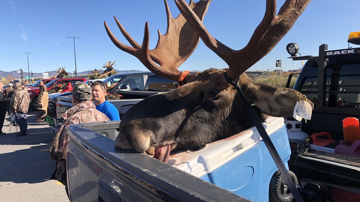 Une tête d'orignal sur une glacière dans une voiture