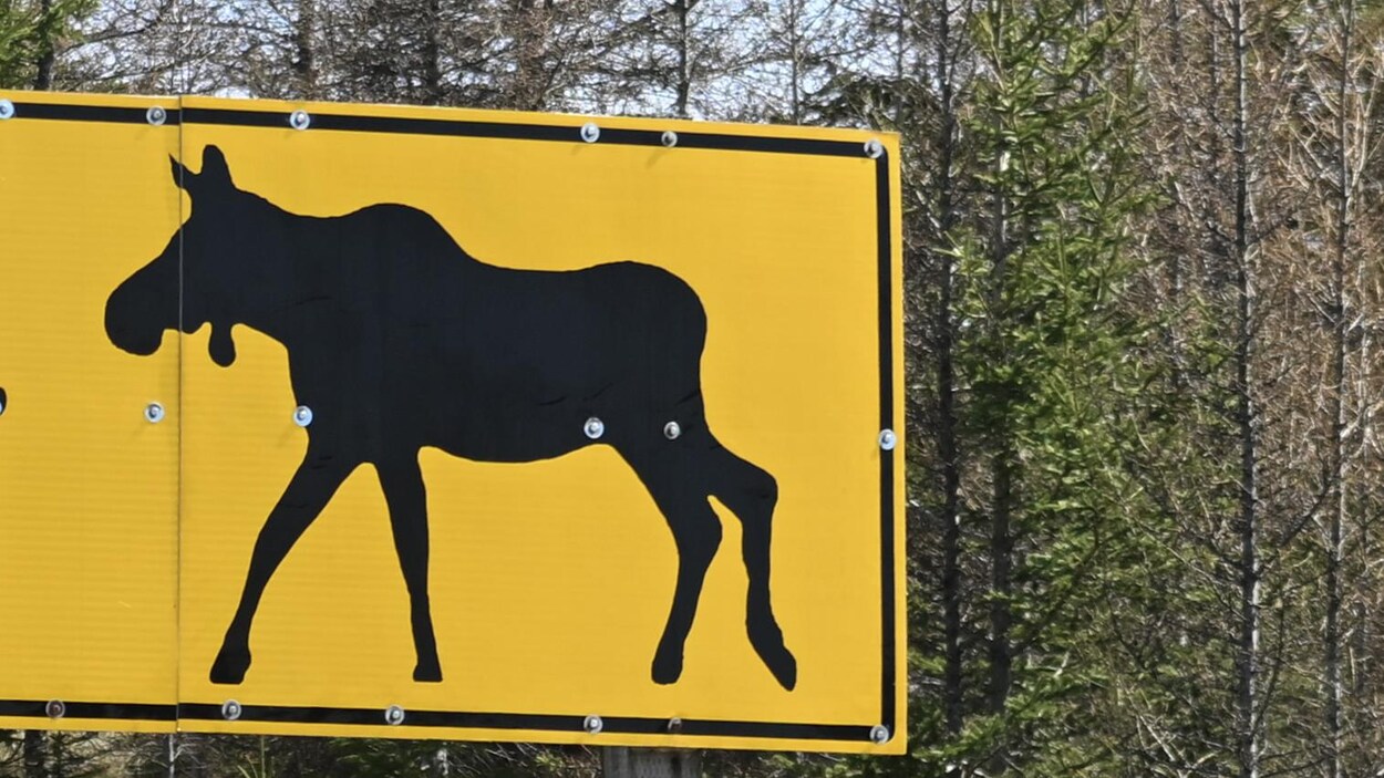 Un conducteur meurt en tentant d’éviter un orignal