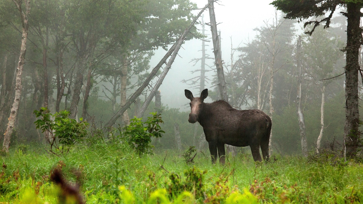 Chasse à l’orignal : pas de tirage au sort au Saguenay-Lac-Saint-Jean