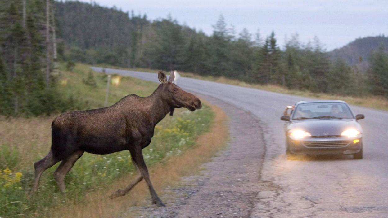 RÃ©sultat de recherche d'images pour "animal route accident"