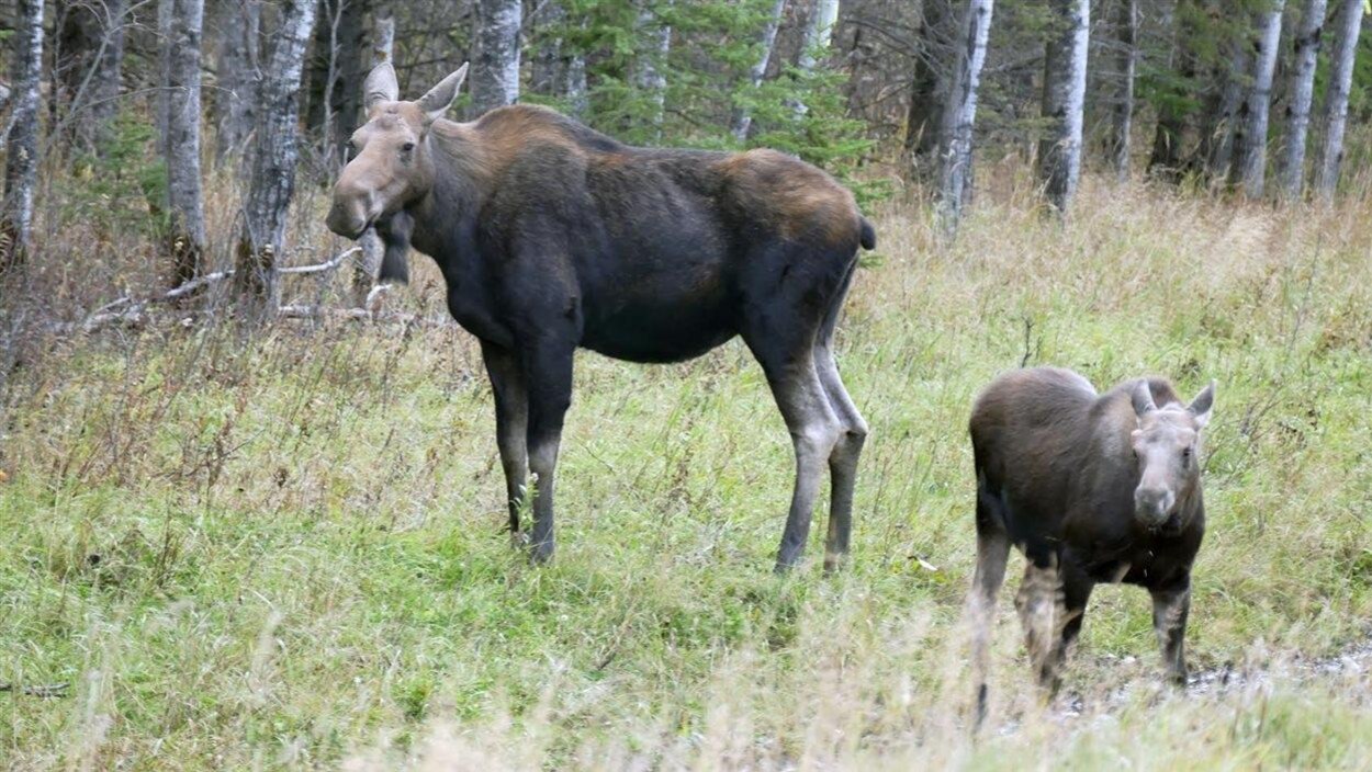 Un orignal femelle et son veau