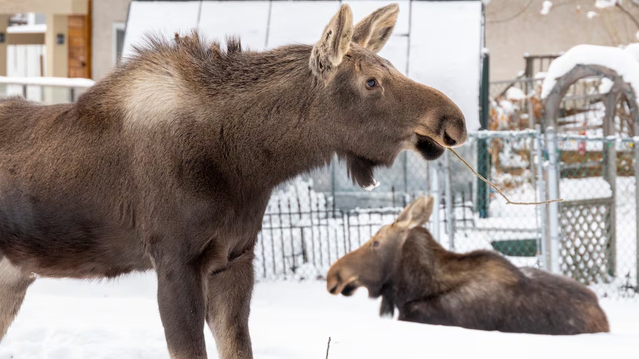 Deux orignaux déplacés d’un quartier de Calgary