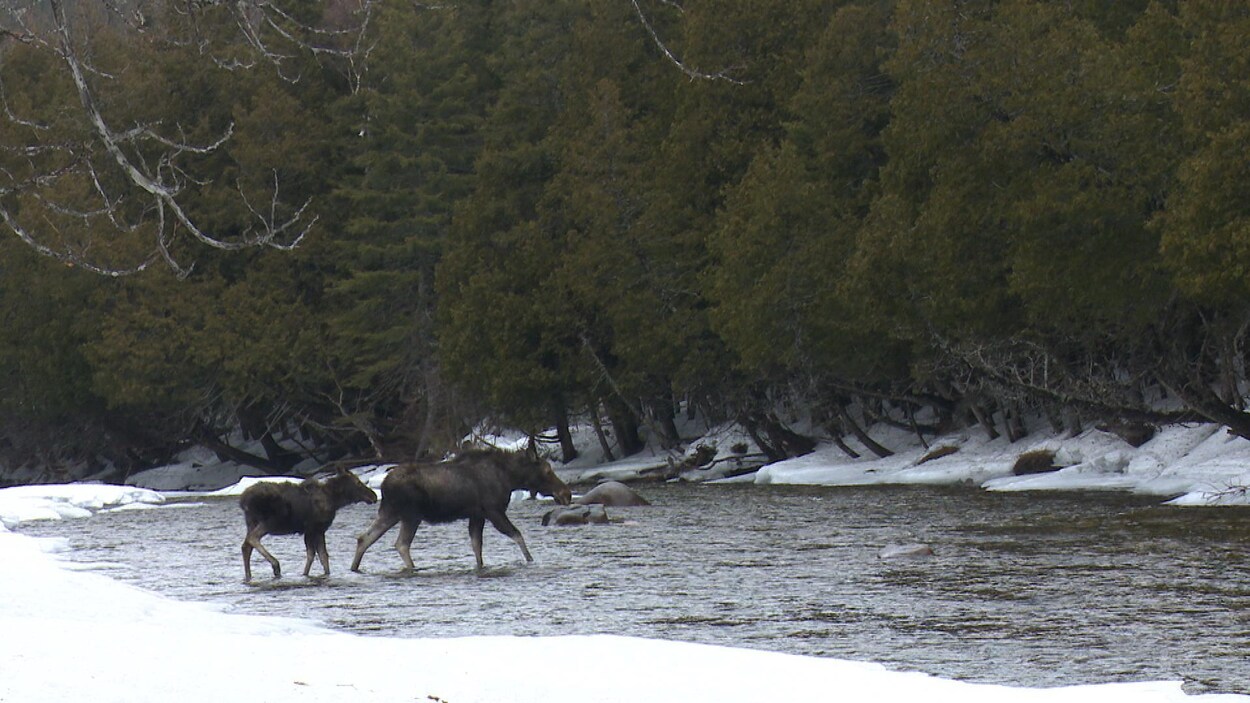 Une femelle orignal accompagné de son veau dans le parc national de la Gaspésie.