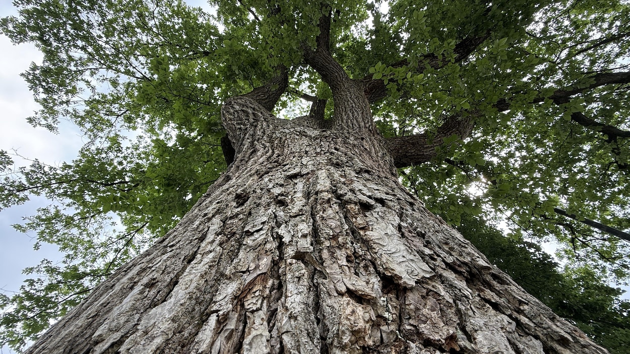 Peu d’arbres centenaires le long du tracé du tramway, selon une experte