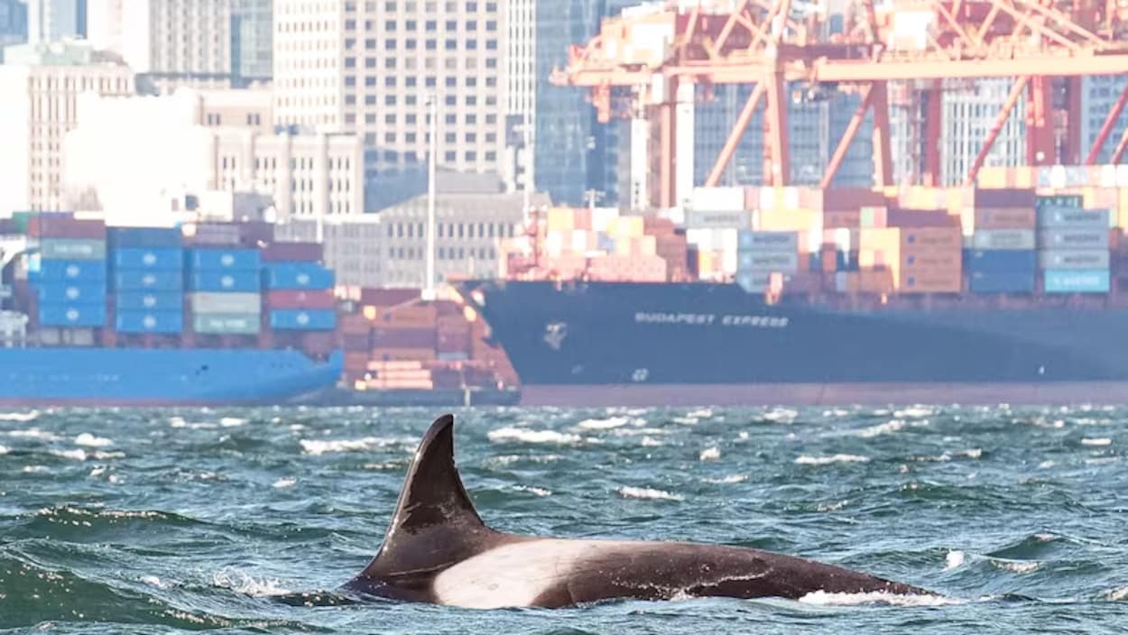 Trois orques d’une espèce inédite dans le port de Vancouver