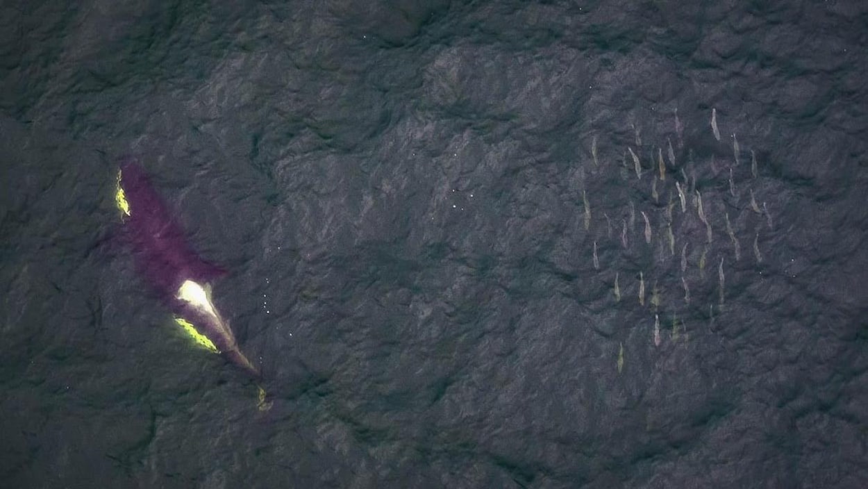 Une orque dans l'eau à gauche, un banc de poissons à droite.