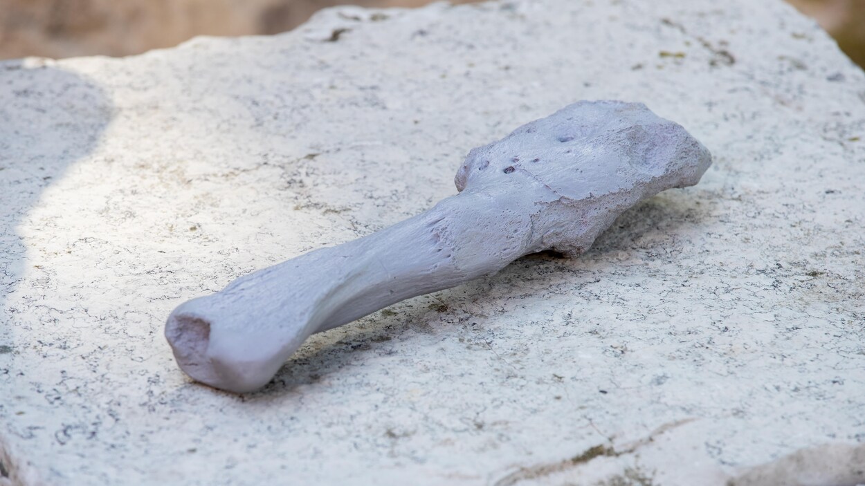 Un os de dinosaure sur une pierre.
