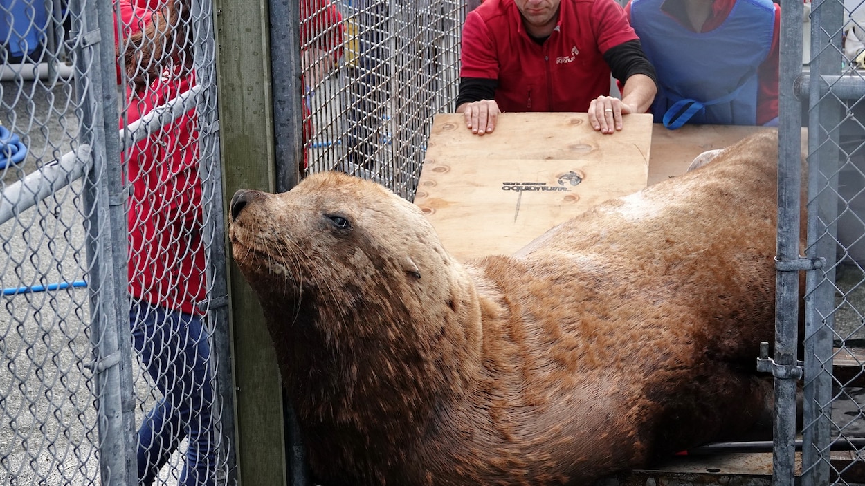 L'otarie mouillée est poussée par une planche de bois.