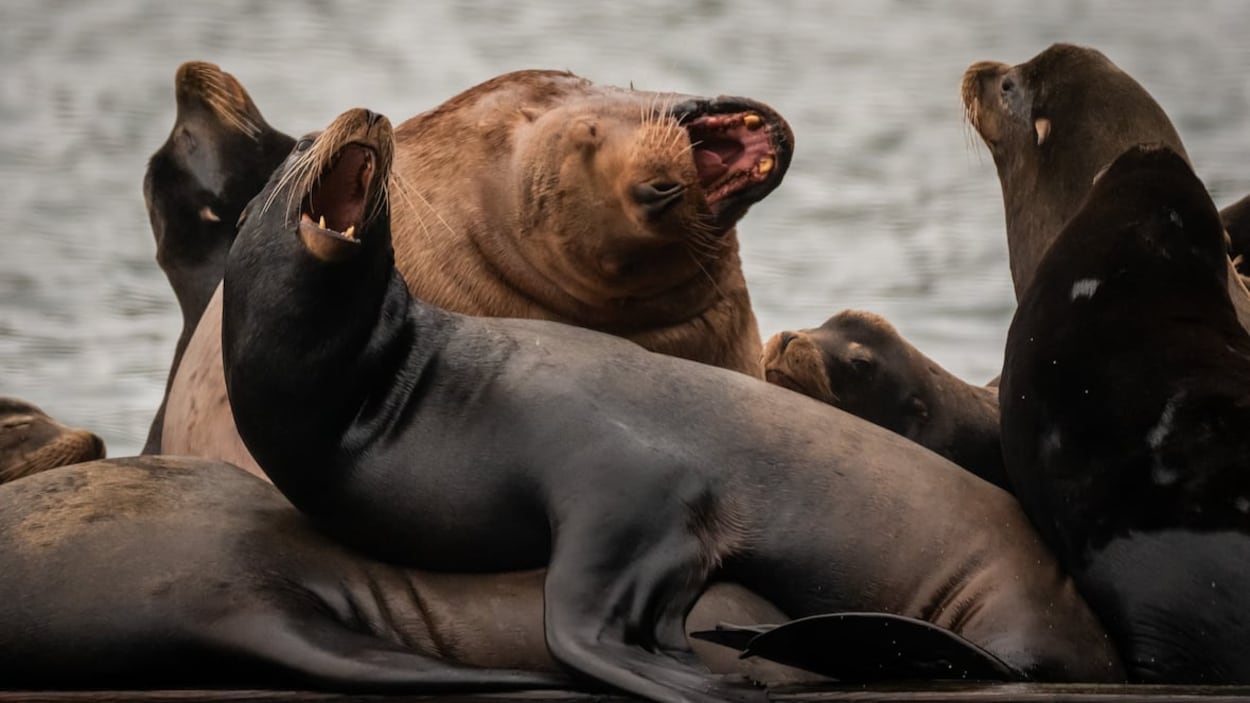 Le retour des otaries de Californie près de Vancouver divise