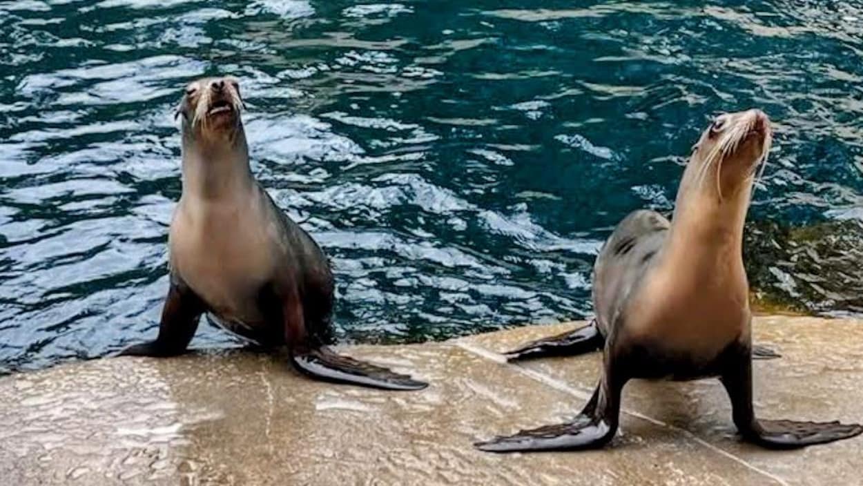 Deux otaries de Marineland maintenant à l’Aquarium de Vancouver
