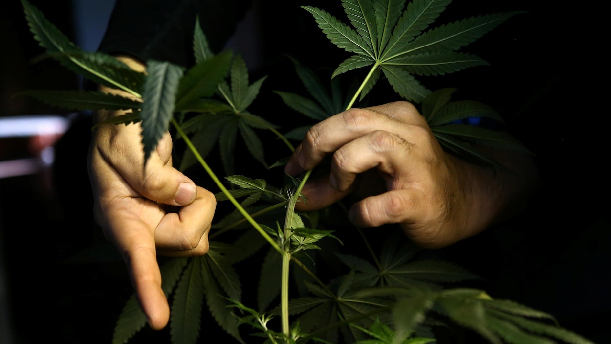 Des mains manipulent un plant de cannabis dans la pénombre. Des mains manipulent un plant de cannabis dans la pénombre.
