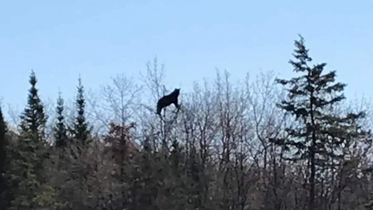 Un ours au sommet d'un arbre.