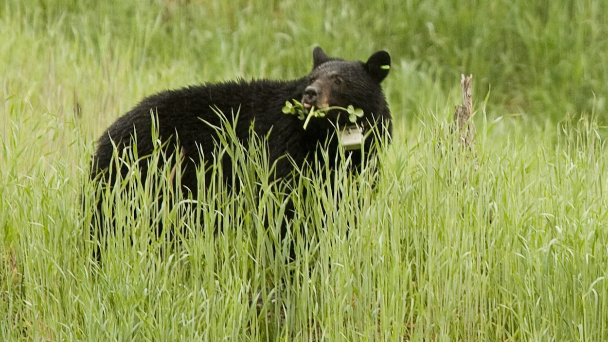 Les chasseurs appelés à prélever les dents des ours noirs