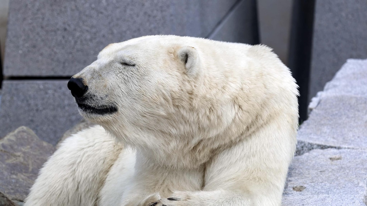 Le Zoo sauvage de Saint-Félicien accueille Humphrey, son nouvel ours polaire